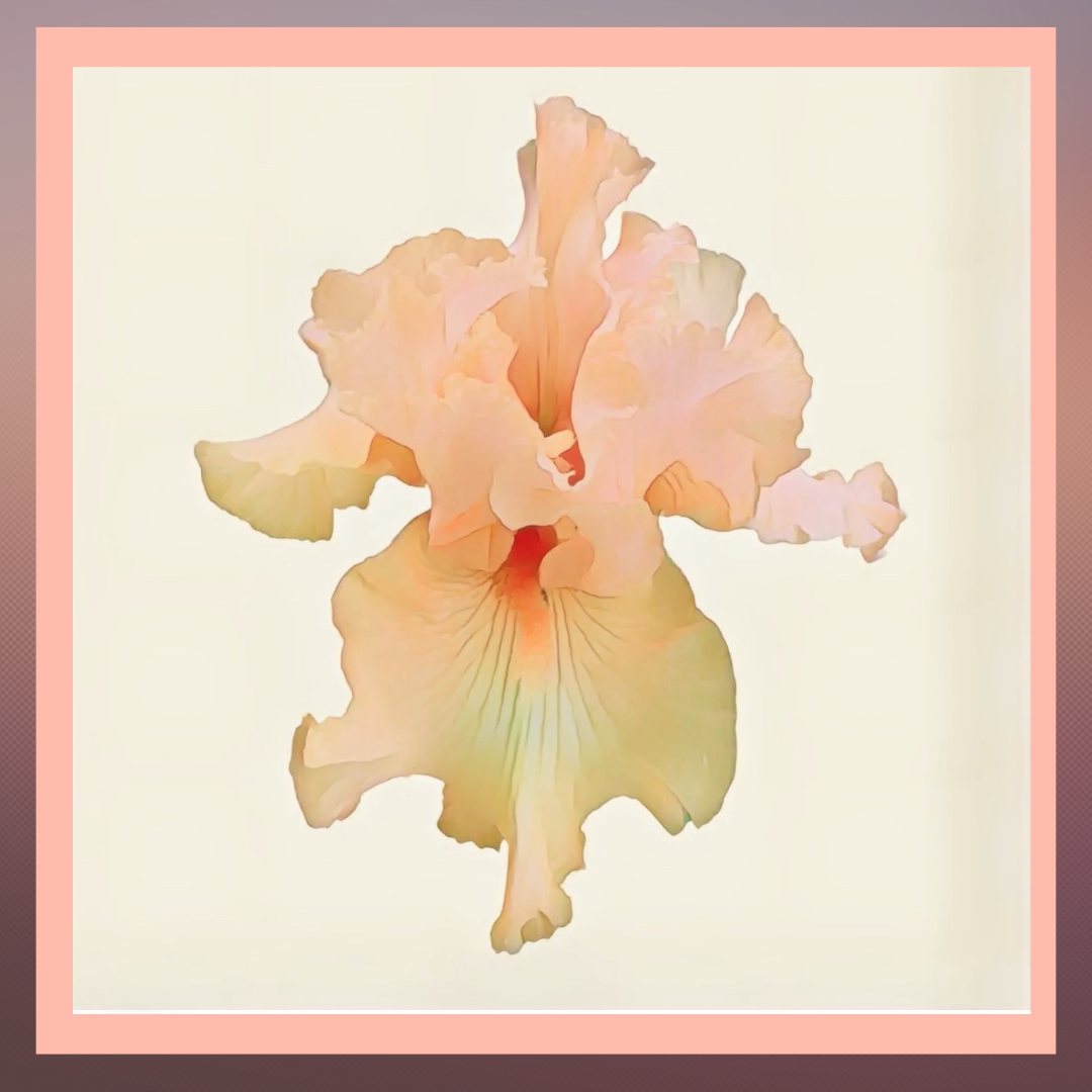 Tropical Iris Cream Perfume- 15ml
