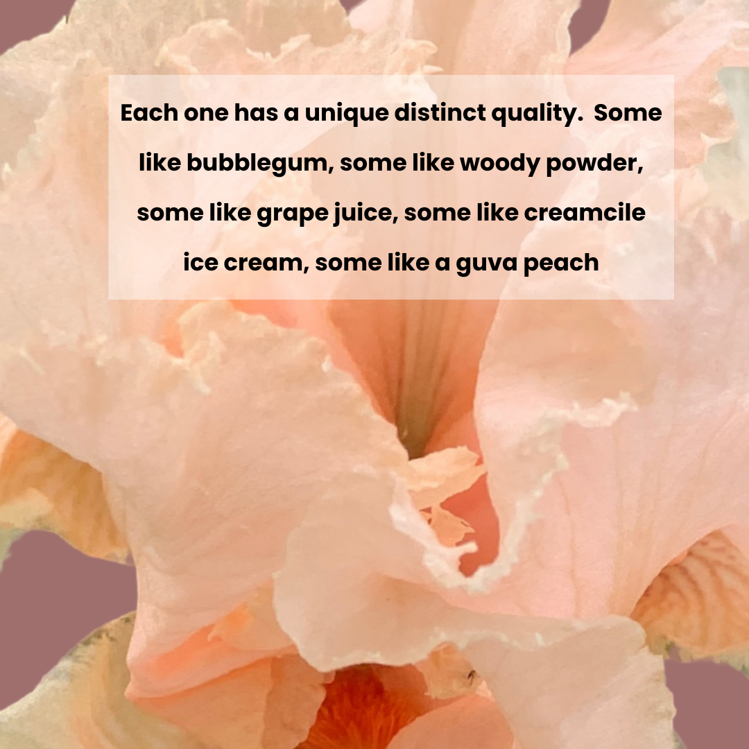 Tropical Iris Cream Perfume- 15ml