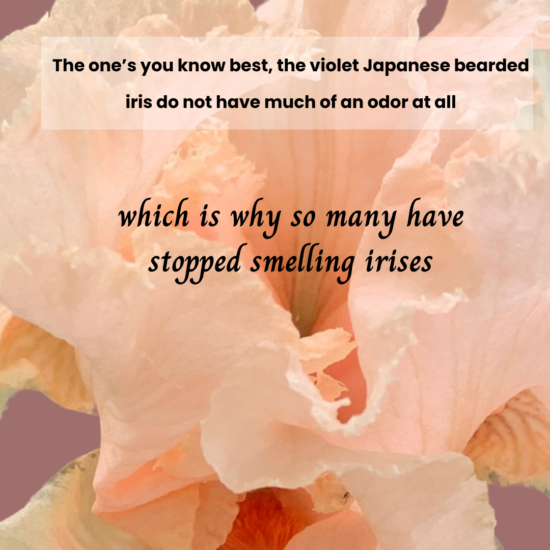 Tropical Iris Cream Perfume- 15ml