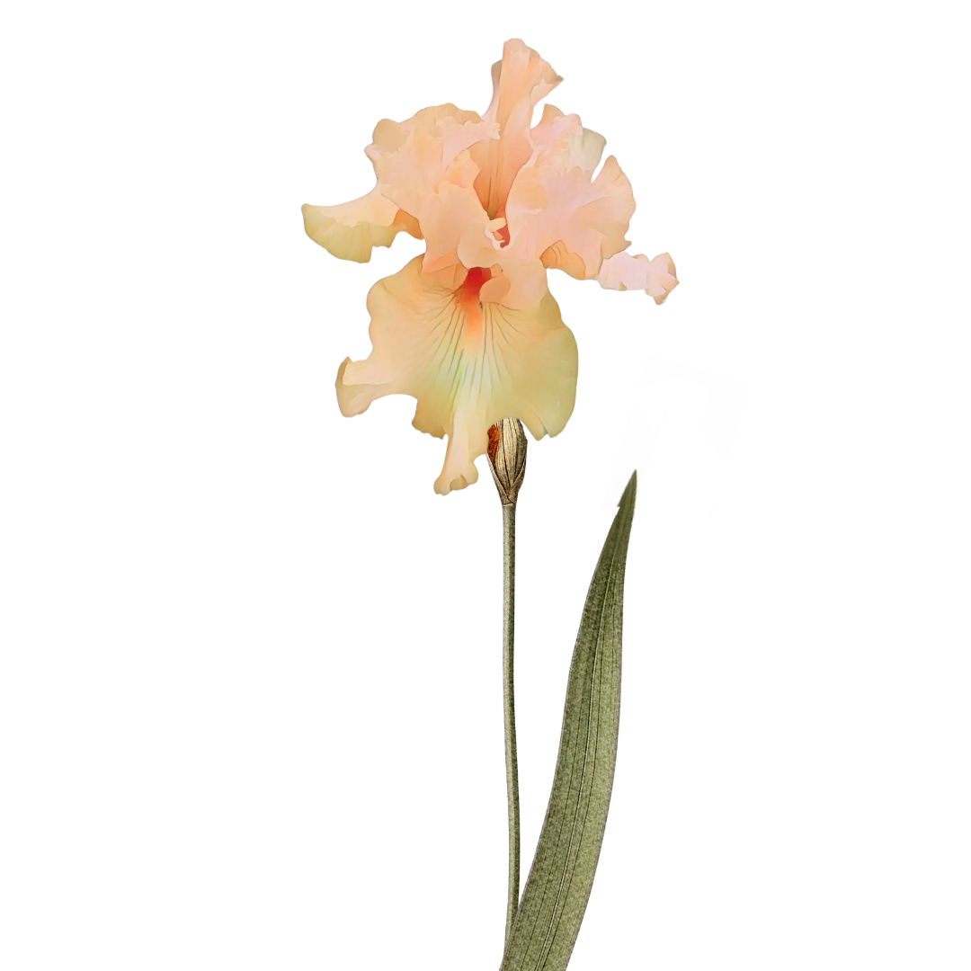 Tropical Iris Cream Perfume- 15ml