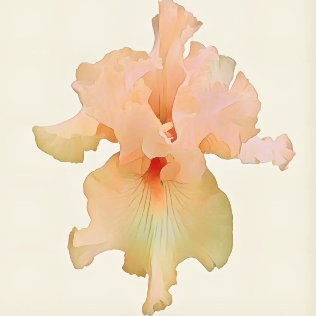 Tropical Iris Cream Perfume- 15ml