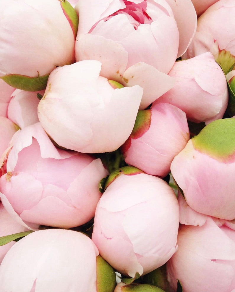 Rose Quartz Compassion Set